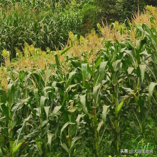 今年立秋不一般老人说“是冷是热就看立秋”今年啥说法?(图5)