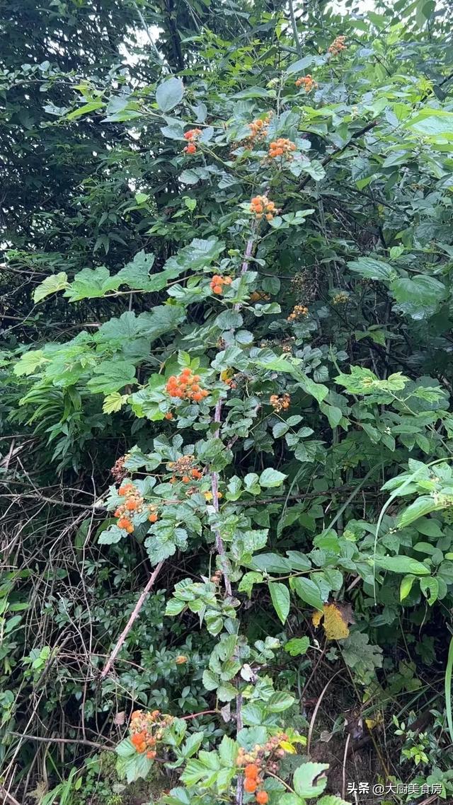 今年立秋不一般老人说“是冷是热就看立秋”今年啥说法?(图4)