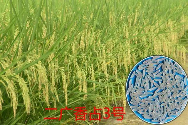 2024年广州粮作主导品种和主推技术这些上榜(图6)