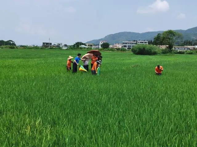 2024年广州粮作主导品种和主推技术这些上榜(图12)