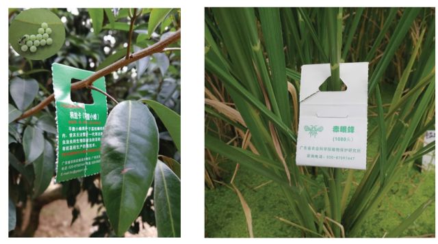 2024年广州粮作主导品种和主推技术这些上榜(图14)