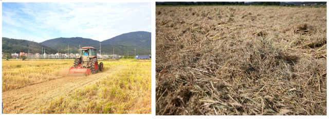 2024年广州粮作主导品种和主推技术这些上榜(图13)