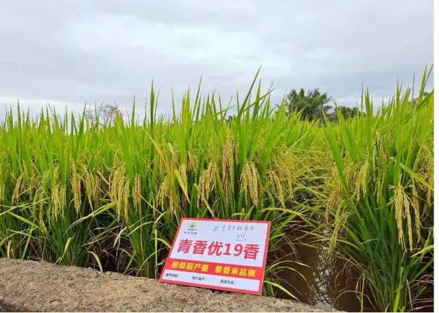 2024年广州粮作主导品种和主推技术这些上榜(图4)