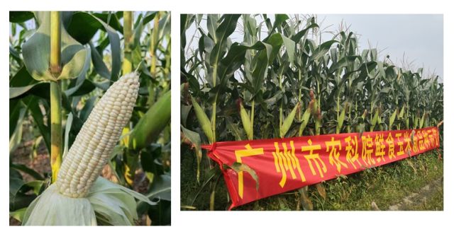 2024年广州粮作主导品种和主推技术这些上榜(图8)