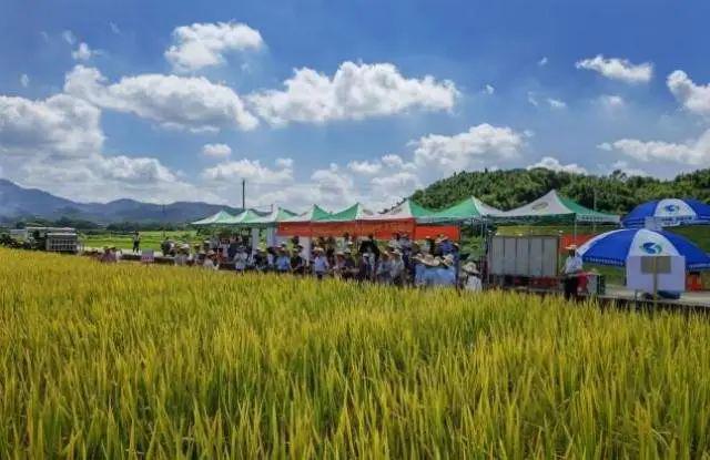 2024年广州粮作主导品种和主推技术这些上榜(图11)