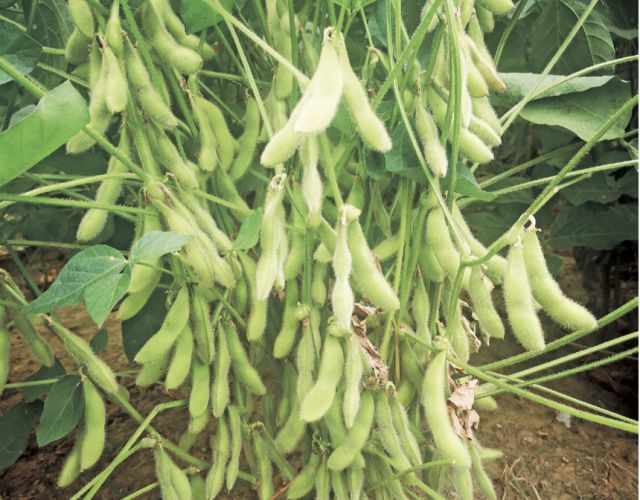 2024年广州粮作主导品种和主推技术这些上榜(图9)