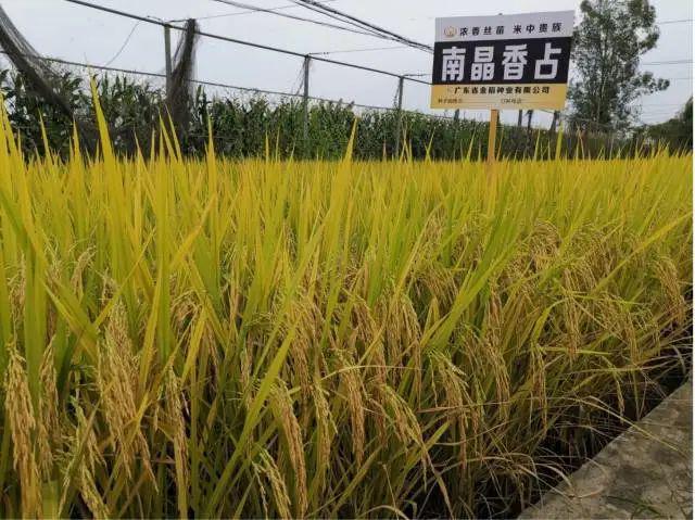 2024年广州粮作主导品种和主推技术这些上榜(图2)