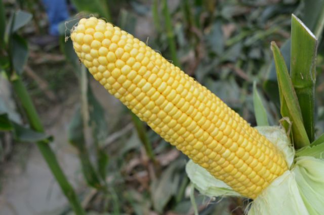 2024年广州粮作主导品种和主推技术这些上榜(图7)