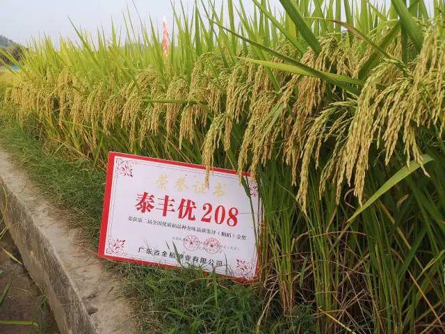 2024年广州粮作主导品种和主推技术这些上榜(图5)