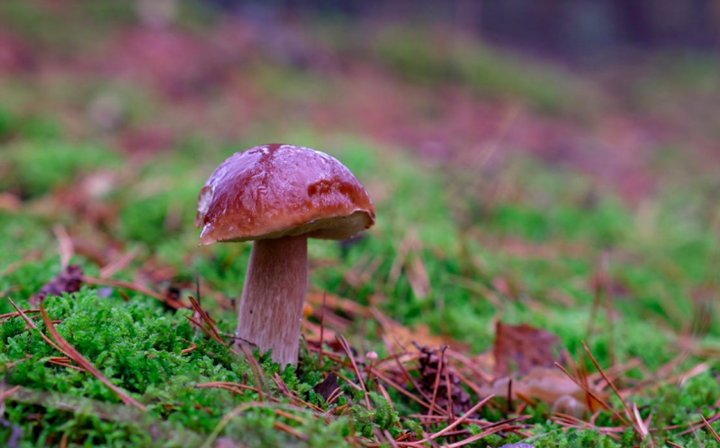 PG电子网站以健康引领女性美学升级麦颜乐由内激发女性魅力之源(图2)