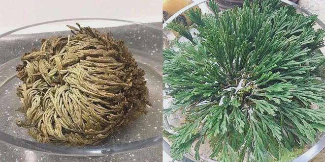 PG平台这罐能让掉“渣”糙干皮变水嫩灯泡肌的东西但凡有女生不知道我…(图19)