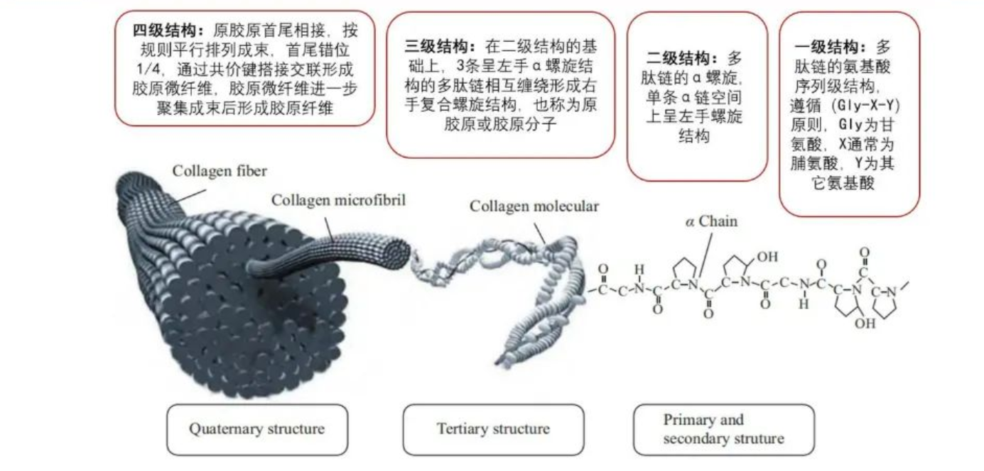 重组人源化胶原蛋白“黄金时代”到来国货抗老品牌花皙蔻领航潮流前沿(图1)