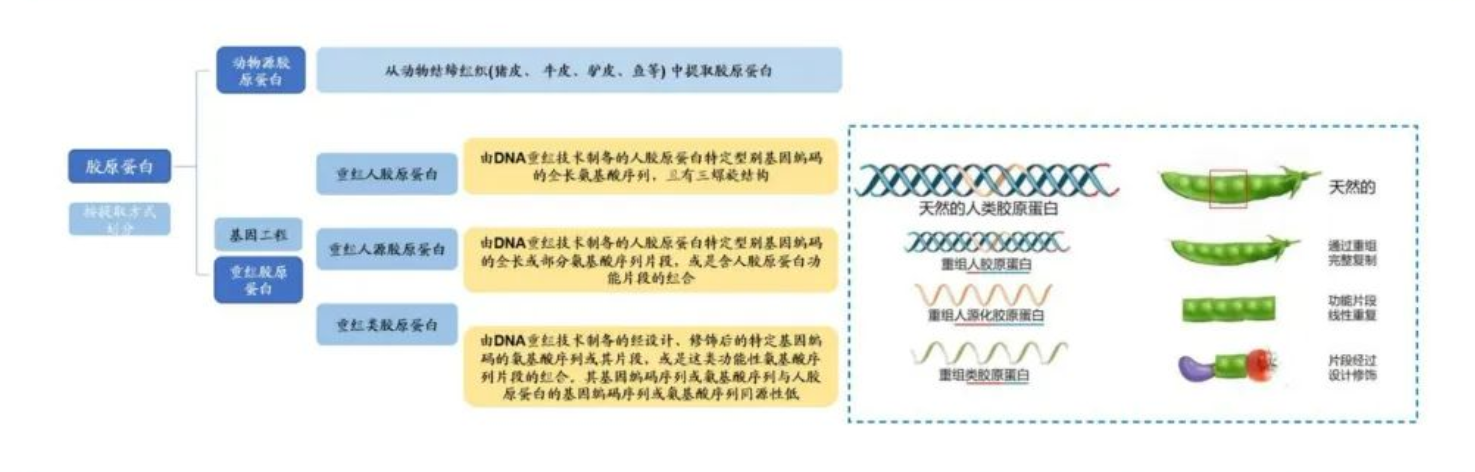重组人源化胶原蛋白“黄金时代”到来国货抗老品牌花皙蔻领航潮流前沿(图2)