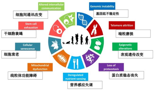 衰老可以被延缓吗？中国科学家力证：16种中药组合可干预老化进程(图2)