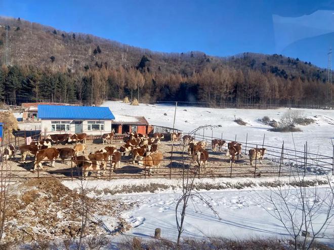 PG平台东北大妈在美国养老租房捡破烂日赚5美元采访直言还是美国好(图7)