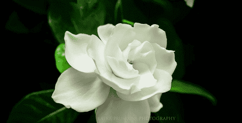 日本精致女生的小秘密！高级温柔调香氛包氛围感女孩必入！(图6)