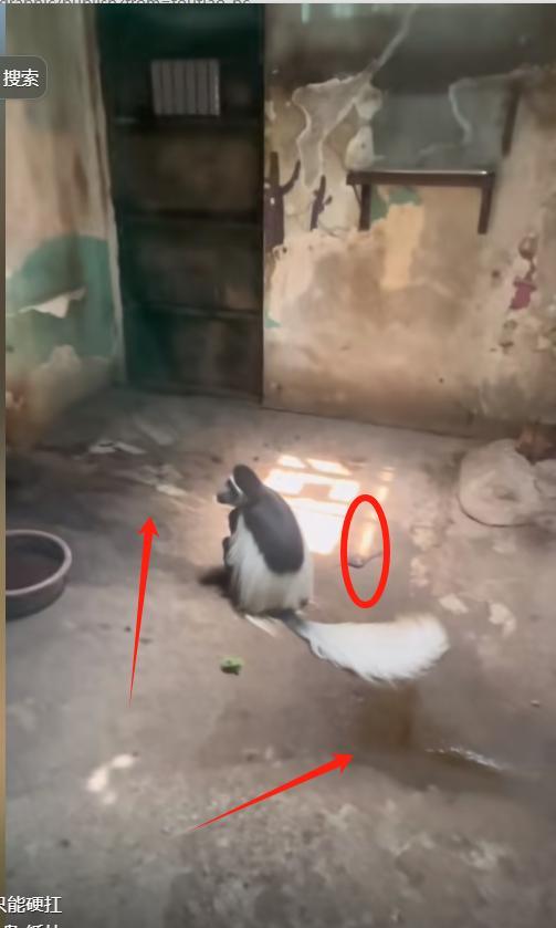 PG电子平台无锡动物园卫生引众怒胎盘遍地臭味难忍紧急回应！(图3)