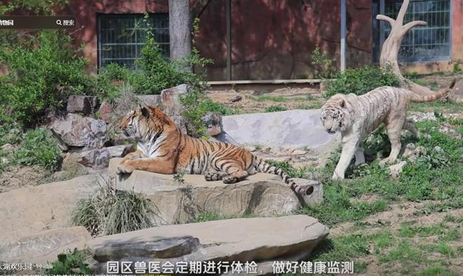PG电子平台无锡动物园卫生引众怒胎盘遍地臭味难忍紧急回应！(图12)