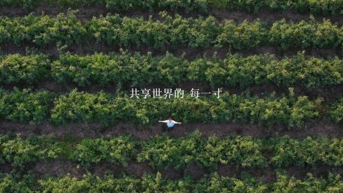 瑀珩YUHENG引领天然芳疗新风尚大马士革玫瑰成就肌肤自然之美(图3)