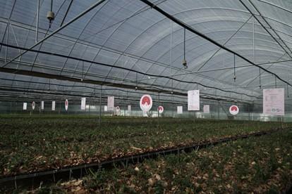 精准破译石斛寡糖密码植物医生获云南省科学技术进步奖特等奖(图2)