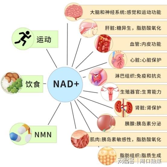 小石丸NMN逆袭传奇从富豪专享到中产新宠抗衰市场迎来变革时刻(图3)
