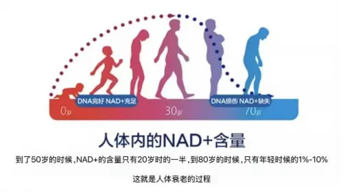 百度高口碑NMN榜单常客！HVE赫曼因NMN为何成为中老年与职场精英的共同选择？(图1)