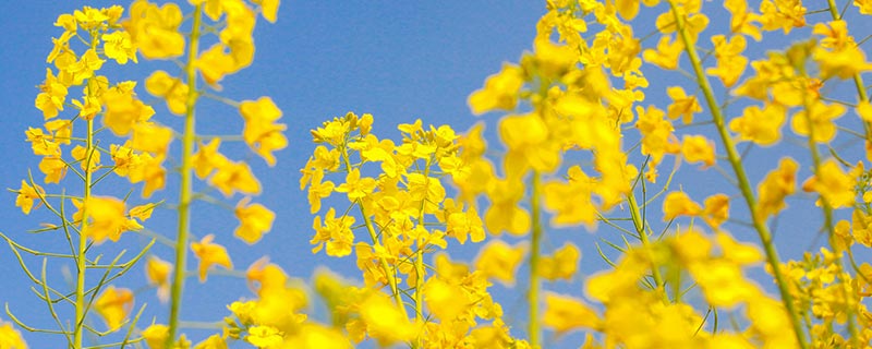 网络用语emo的意思是什么emo的意思(图1)