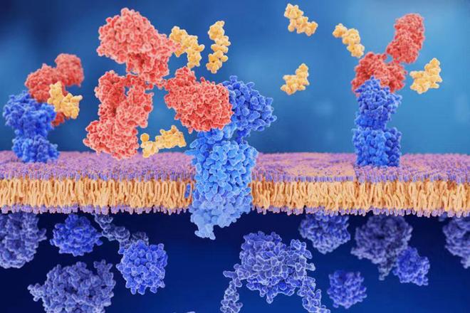 研报丨全球多肽化妆品竞赛TOP3是谁？(图3)