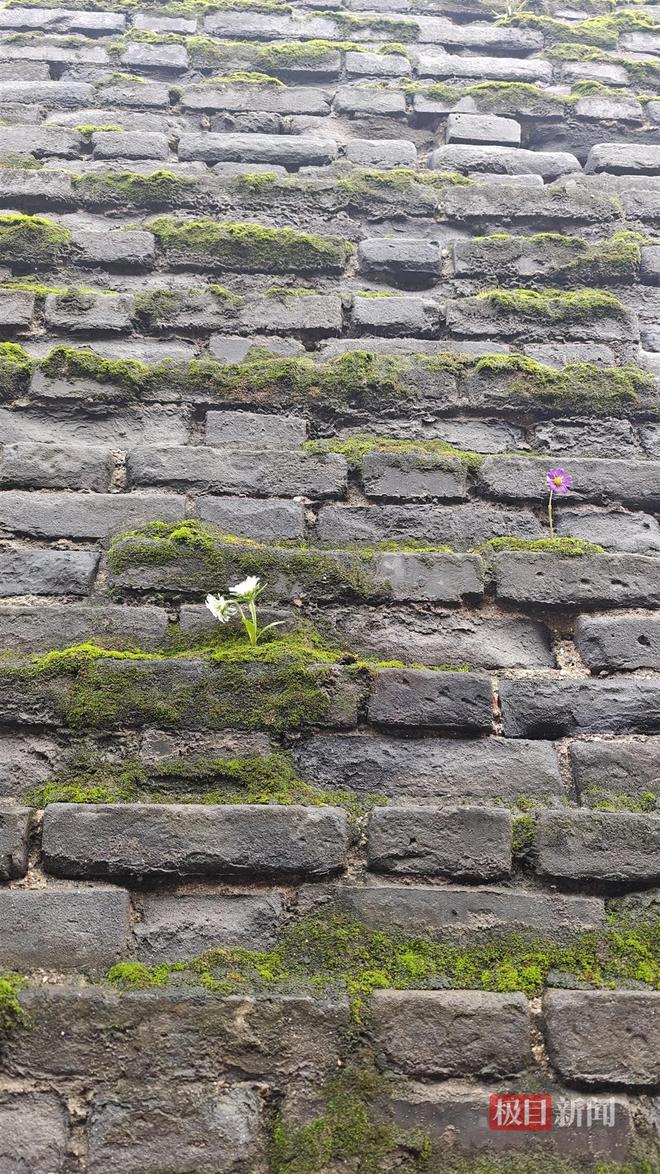PG电子网站西安连续一个多月降雨遍地长蘑菇大雁塔受潮城墙布满青苔气象局解释成因(图4)