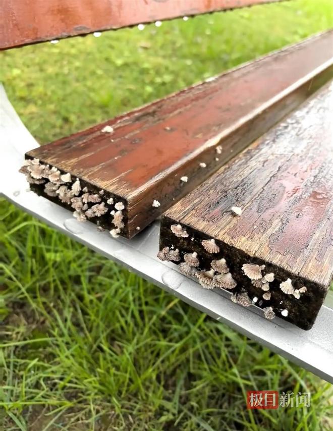 PG电子网站西安连续一个多月降雨遍地长蘑菇大雁塔受潮城墙布满青苔气象局解释成因(图2)