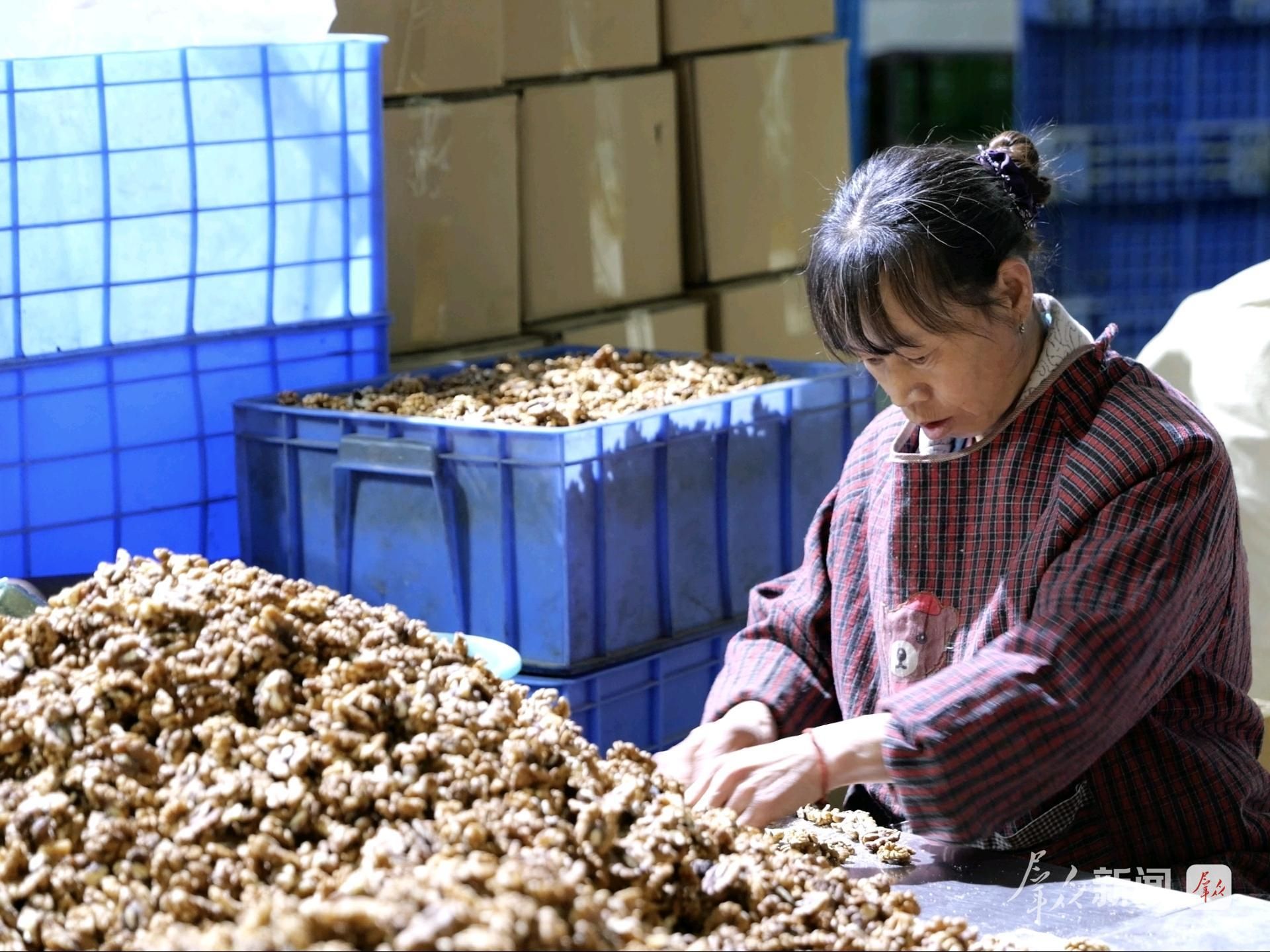 商洛：小核桃闯荡大世界(图1)