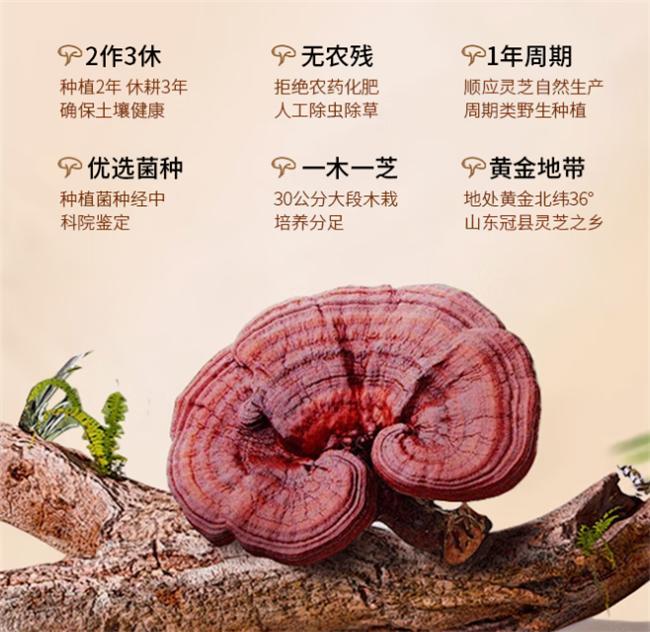 灵芝孢子粉五强道地品牌白皮书良心推荐源头保证(图6)