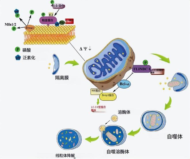 红利见顶？靠减肥针年赚500亿后万亿药企礼来转头押注长寿生意(图2)